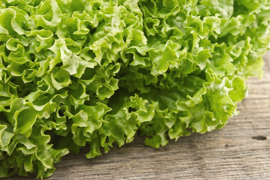 Fresh green lettuce salat on wooden background. Healthy food